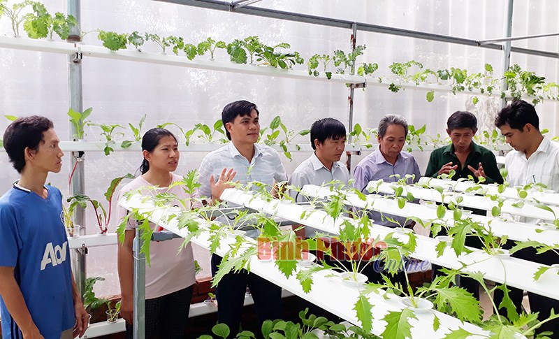 “Ngọt” từ vườn rau thủy canh của vợ chồng 8x