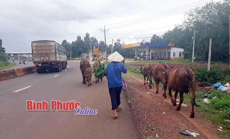 Nguy hiểm từ chăn thả gia súc ngoài đường