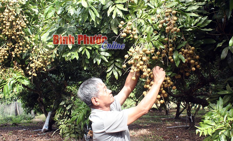 Nhà nông nên thận trọng tái canh trồng mới