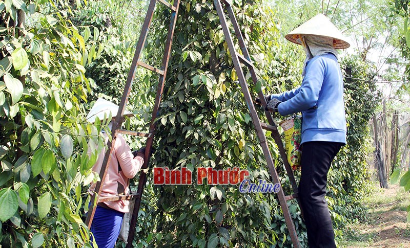 Nông dân Lộc Ninh giúp nhau trên 1,5 tỷ đồng