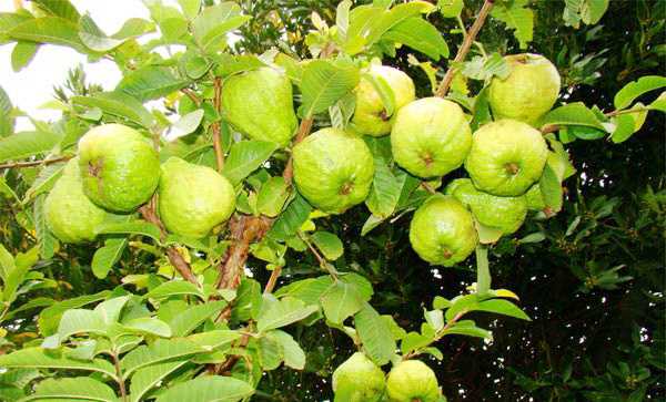 Bù Nho thành lập Tổ hợp tác trồng cây ăn trái