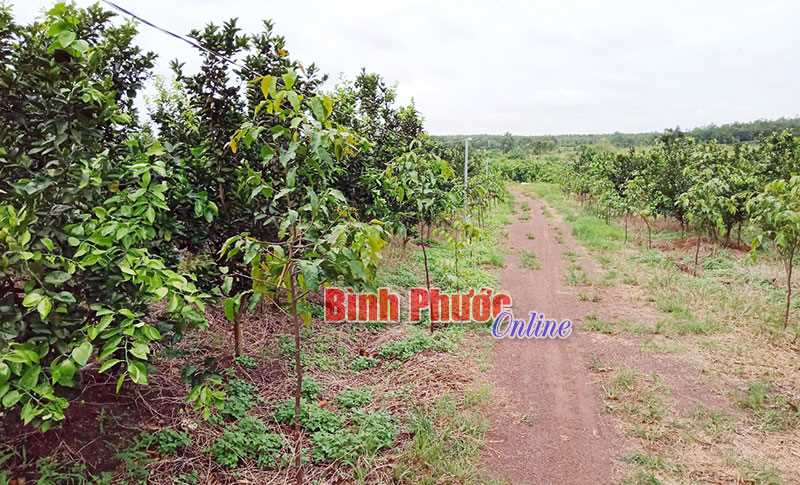 Phân bổ 75.978 cây lâm nghiệp phân tán