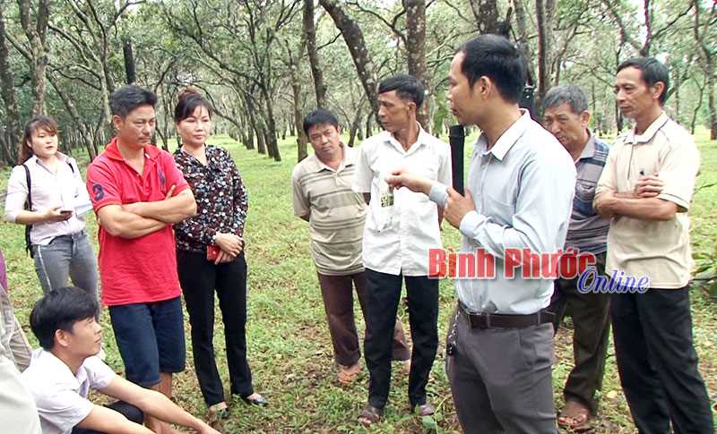 Ra quân hướng dẫn nông dân chăm sóc điều