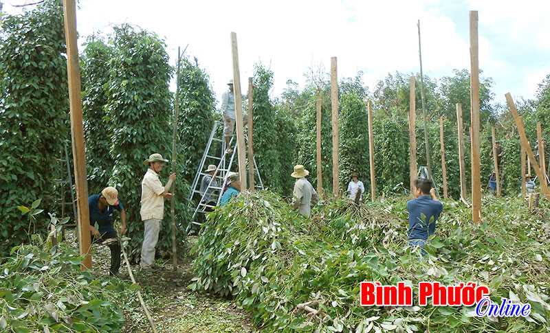 Lộc Ninh: Lốc xoáy gây thiệt hại trên 3 tỷ đồng 