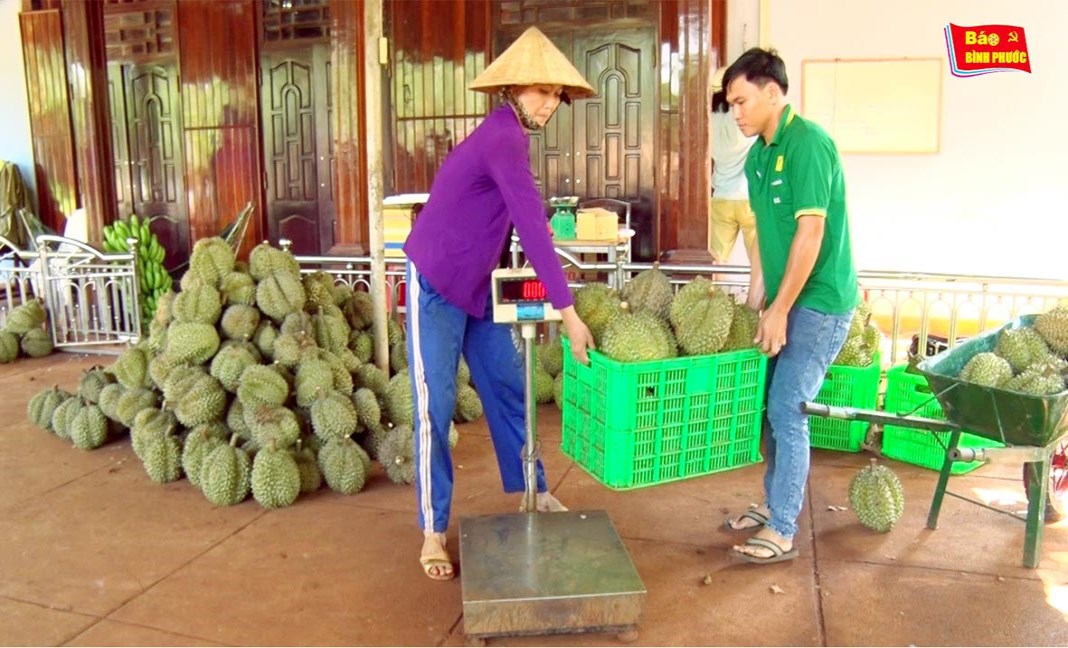 [Video] Trở thành tỷ phú từ trồng sầu riêng