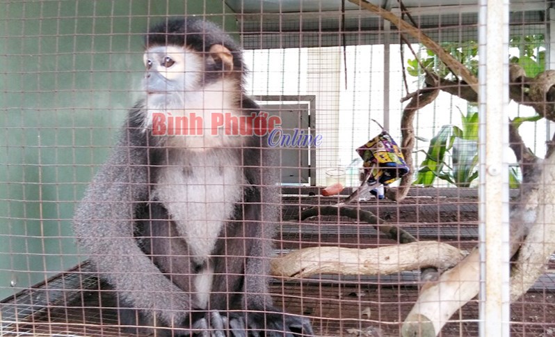 Người dân tự nguyện giao nộp voọc chà vá chân đen đang nuôi nhốt làm cảnh 