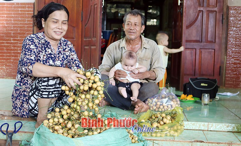Vui mùa dâu da rừng