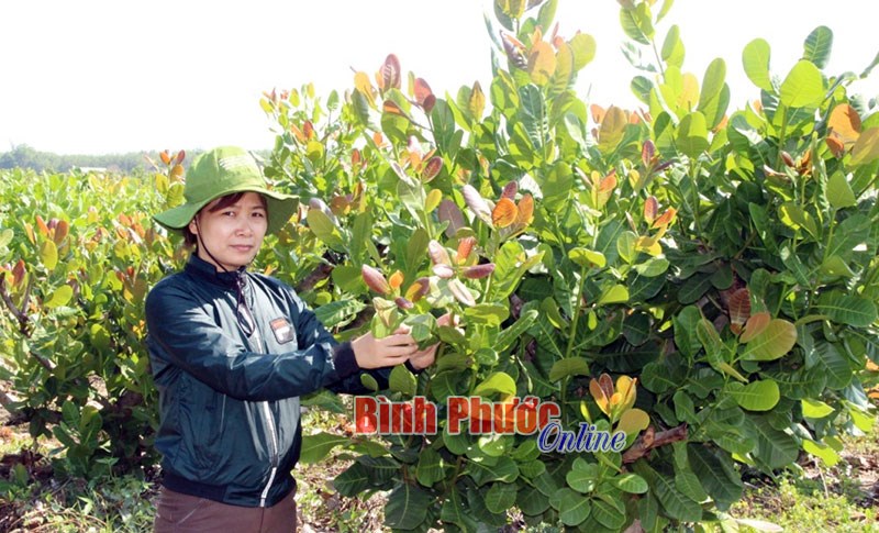 Xây dựng và bảo vệ thương hiệu hạt điều Việt Nam - Bài 1