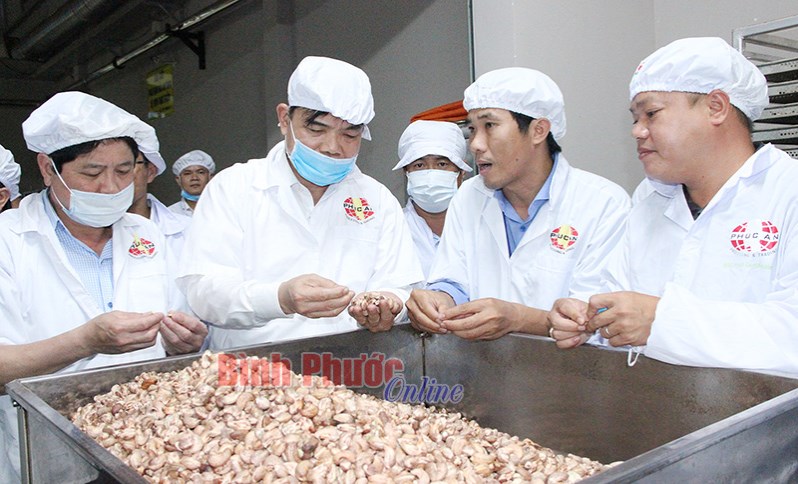 Xây dựng và bảo vệ thương hiệu hạt điều Việt Nam (Bài cuối)