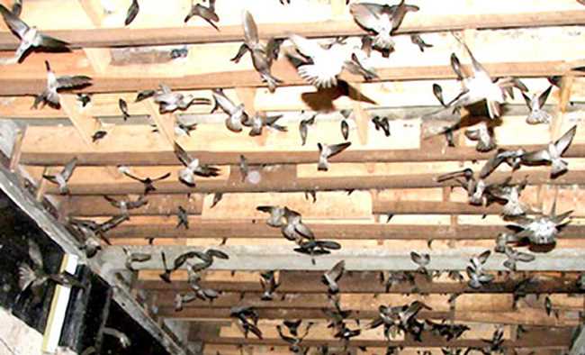 UBND thị trấn Đức Phong triển khai quy định về nuôi chim yến