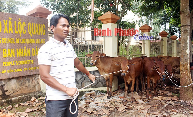 T&iacute;n hiệu vui từ hỗ trợ b&ograve; sinh sản cho hộ DTTS ngh&egrave;o