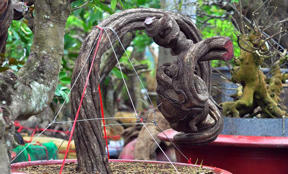 Gốc vú sữa kỳ quái giá 120 triệu ở hội thi bonsai