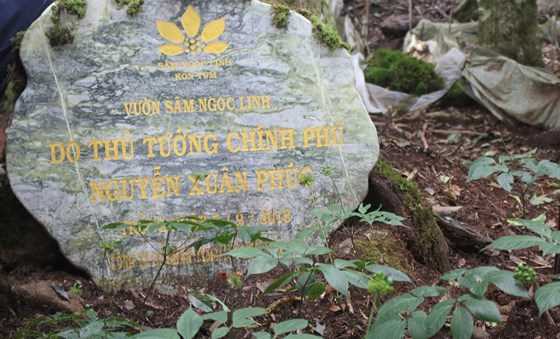 Chiêm ngưỡng vườn sâm ngàn tỷ trên đỉnh Ngọc Linh