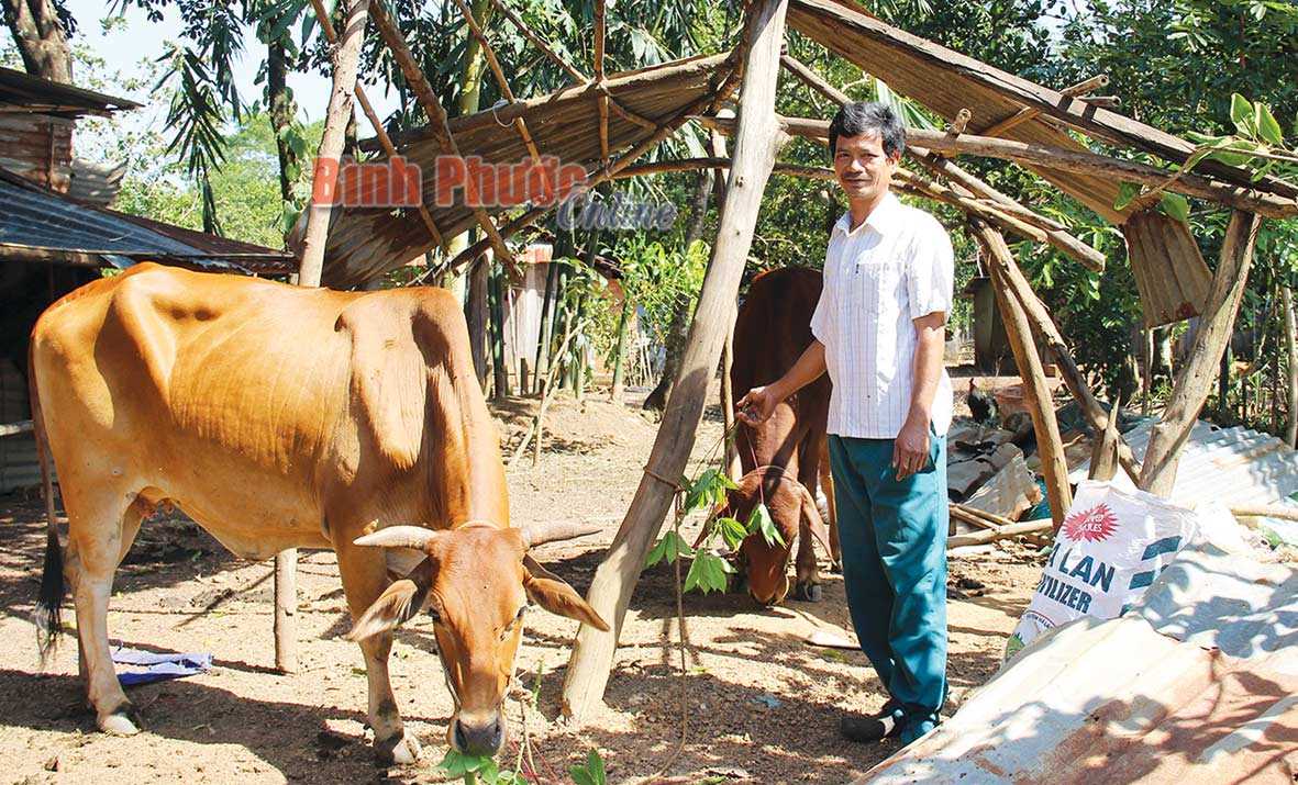 Thoát nghèo nhờ được hỗ trợ nuôi bò