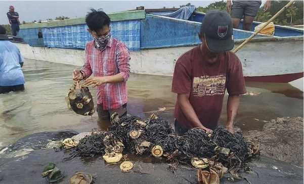 Xác cá voi với 6kg rác thải nhựa trong dạ dày trên bờ biển Indonesia