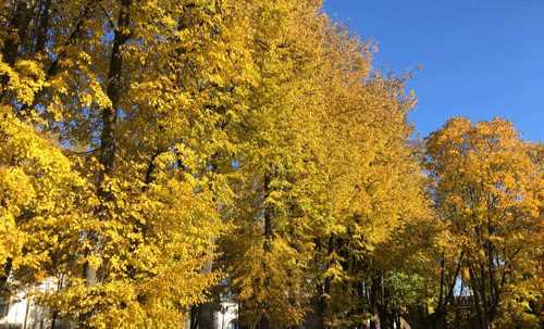 Đẹp ngỡ ngàng mùa thu vàng nước Nga