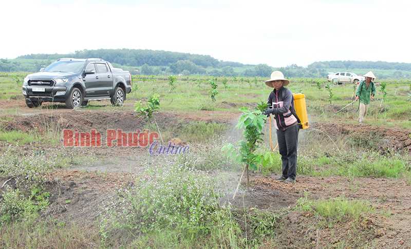 30,75% quỹ đất sau quy hoạch 3 loại rừng đ&atilde; được cấp giấy chứng nhận 