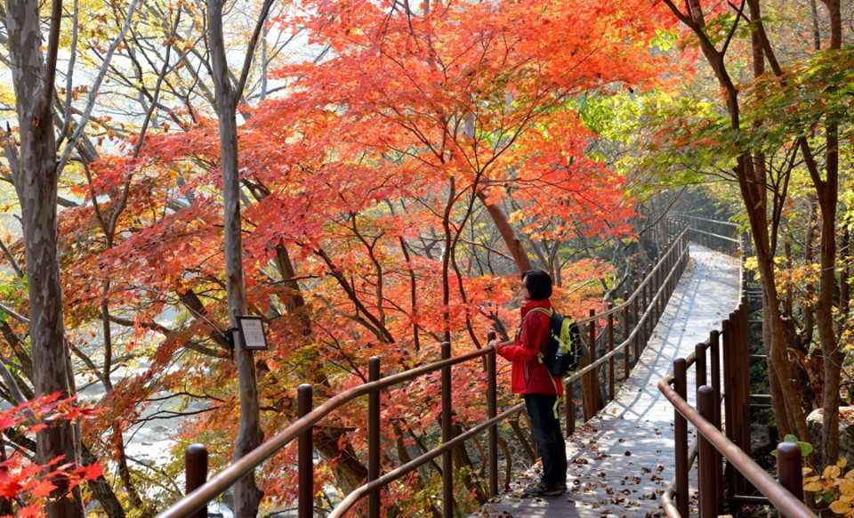 Ngắm mùa lá đỏ Hàn Quốc tuyệt đẹp dịp thu về