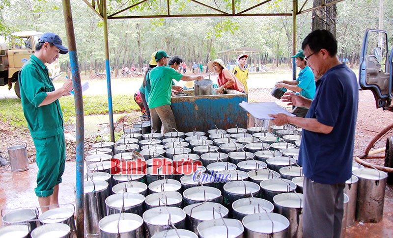 Những giải pháp duy trì và phát triển ngành cao su (*)