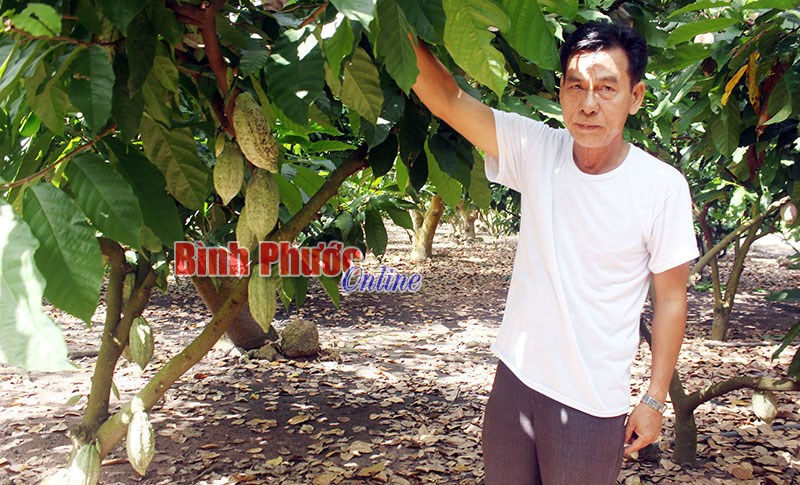 Thu lợi từ trồng ca cao dưới tán điều