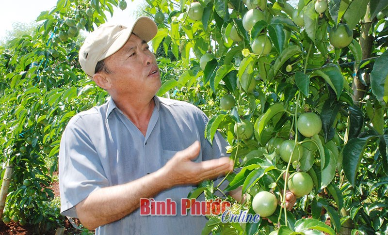 Thu nhập cao từ trồng chanh dây hữu cơ