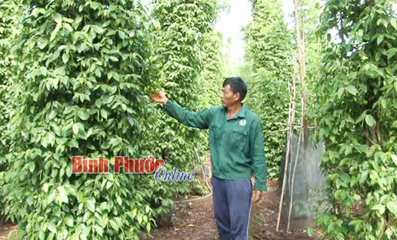 Giá giảm sâu, nông dân An Phú vẫn giữ vườn tiêu