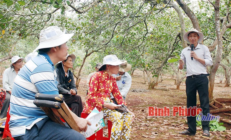 Cùng nông dân cứu cây điều