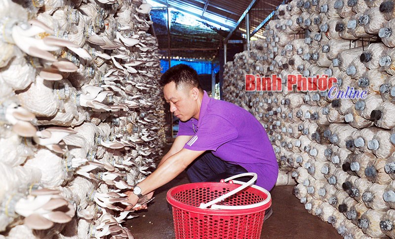 Cây trồng ngắn ngày cho hiệu quả kinh tế cao