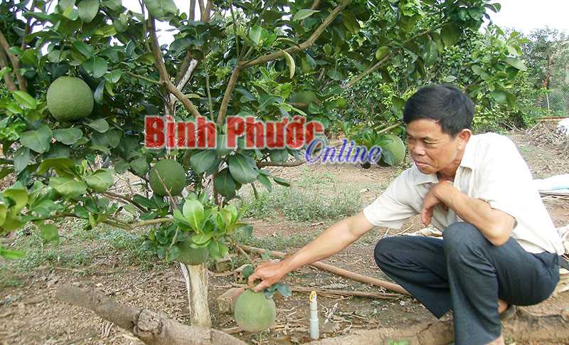 Vị ngọt của bưởi da xanh