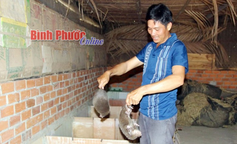 Nuôi dúi - đầu tư ít, lời cao