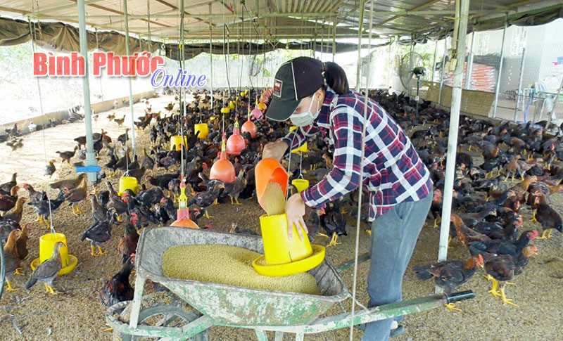 Nuôi gà sử dụng đệm lót sinh thái Balasa