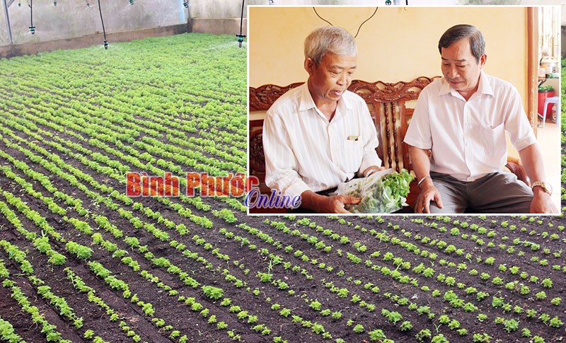 Thu nhập khá từ trồng rau càng cua trong nhà kính