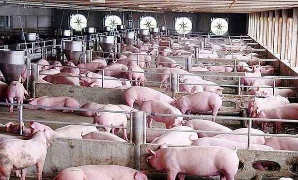 Bộ Nông nghiệp và Phát triển nông thôn: Kiềm chế để giảm giá heo hơi