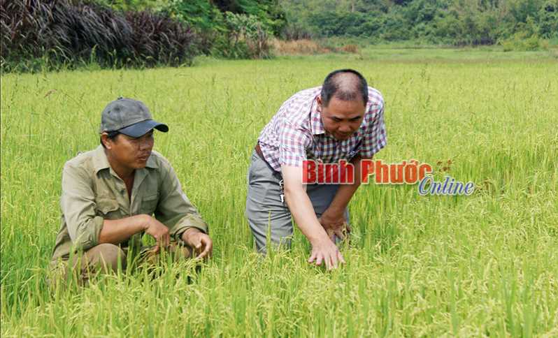 B&ugrave; Đăng ph&aacute;t huy thế mạnh sản xuất n&ocirc;ng nghiệp