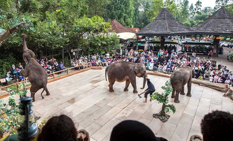 Bạo hành voi trước mặt du khách tại buổi biểu diễn xiếc ở Indonesia