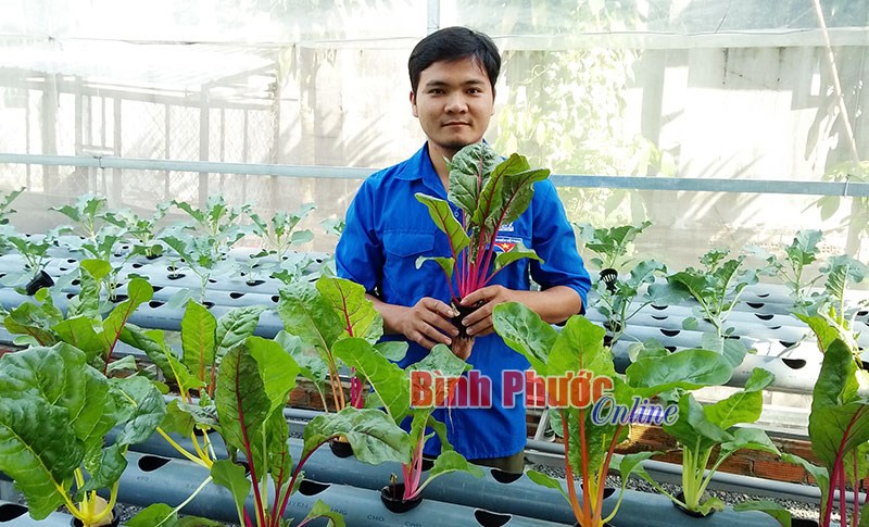 Kỹ sư trẻ trồng rau thủy canh