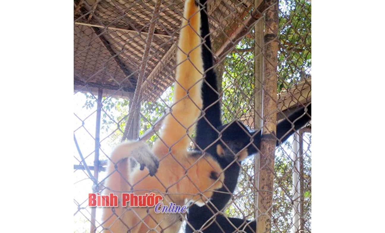 Khó khăn trong cứu hộ động vật hoang dã ở vườn quốc gia