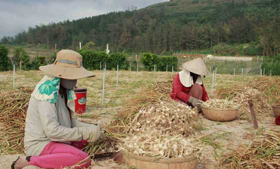 Thương lái giả mạo tỏi Lý Sơn khiến nông dân tồn đọng hơn 280 tấn tỏi