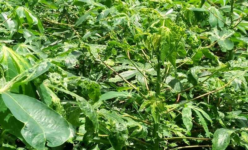 1.008,1 ha sắn nhiễm nặng bệnh khảm lá