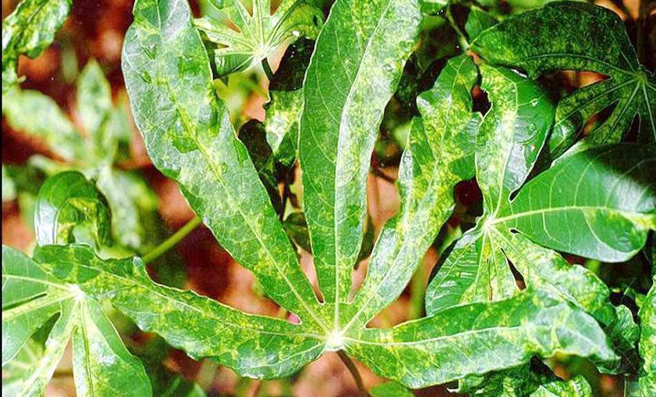 Toàn tỉnh có gần 2.000 ha mì nhiễm bệnh khảm lá