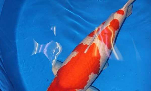 Cá chép Koi phá kỷ lục thế giới với trị giá gần 2 triệu USD