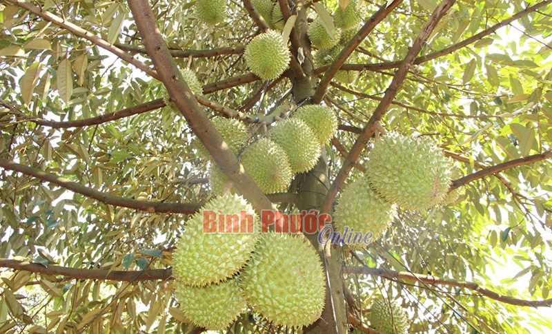 Cần thương hiệu cho cây ăn trái