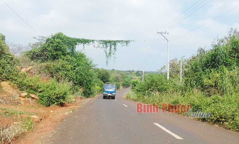 Ảnh phê bình: Dây leo có thể gây nguy hiểm