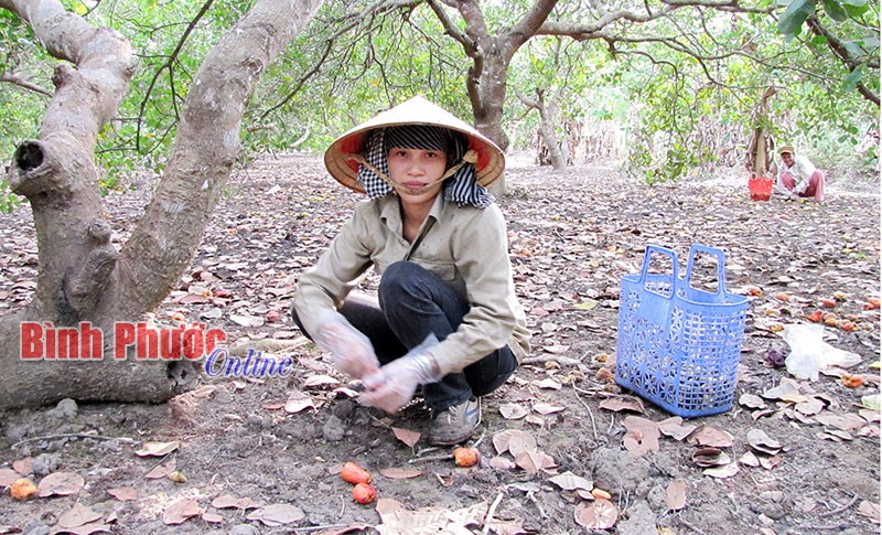 Bình Phước thực hiện 2 dự án khuyến nông Trung ương