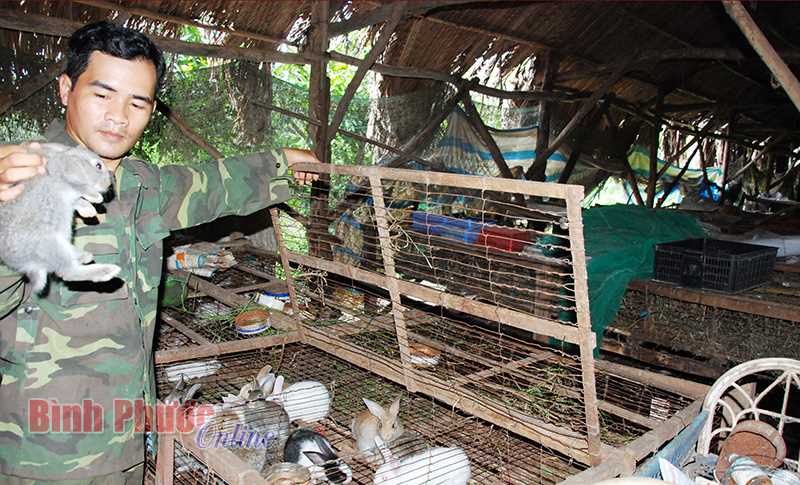 Thu nhập cao từ nuôi thỏ