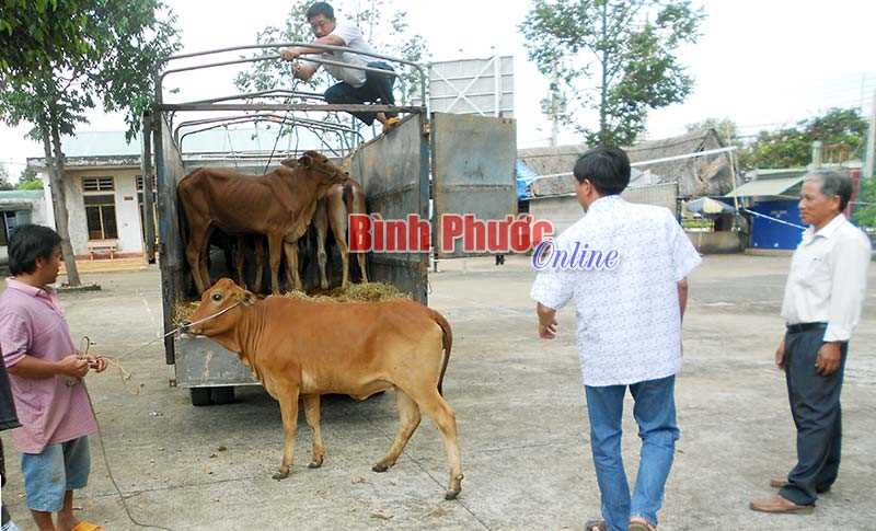 10 hộ DTTS xã Phú Trung được tặng bò và máy phát cỏ