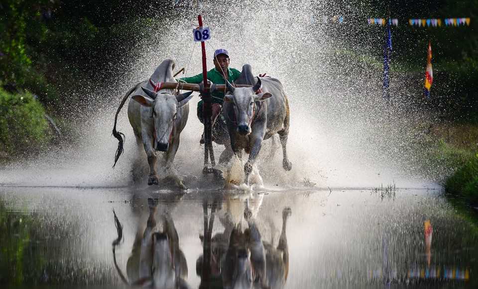 Những pha đua bò quyết liệt trên vũng lầy ở miền Tây