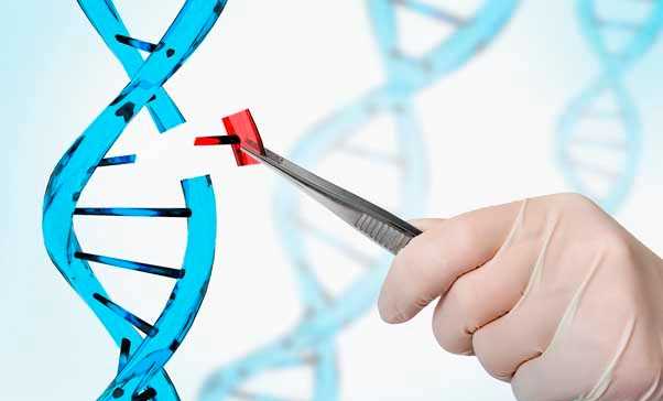 Cấy ghép não, con người biến đổi gene chỉ còn là vấn đề thời gian?