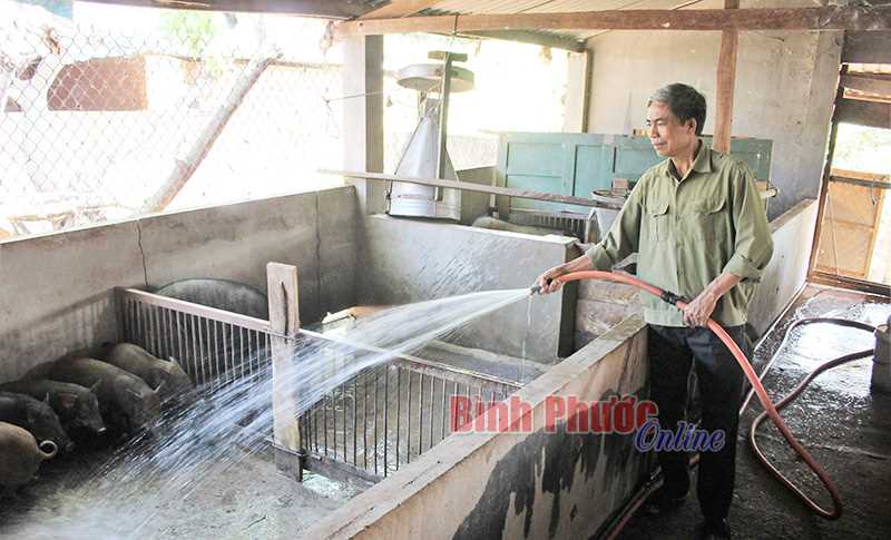 Tăng nguồn thu từ nuôi heo rừng lai