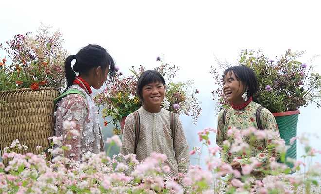 Ngất ngây những cánh đồng hoa tam giác mạch ở Hà Giang